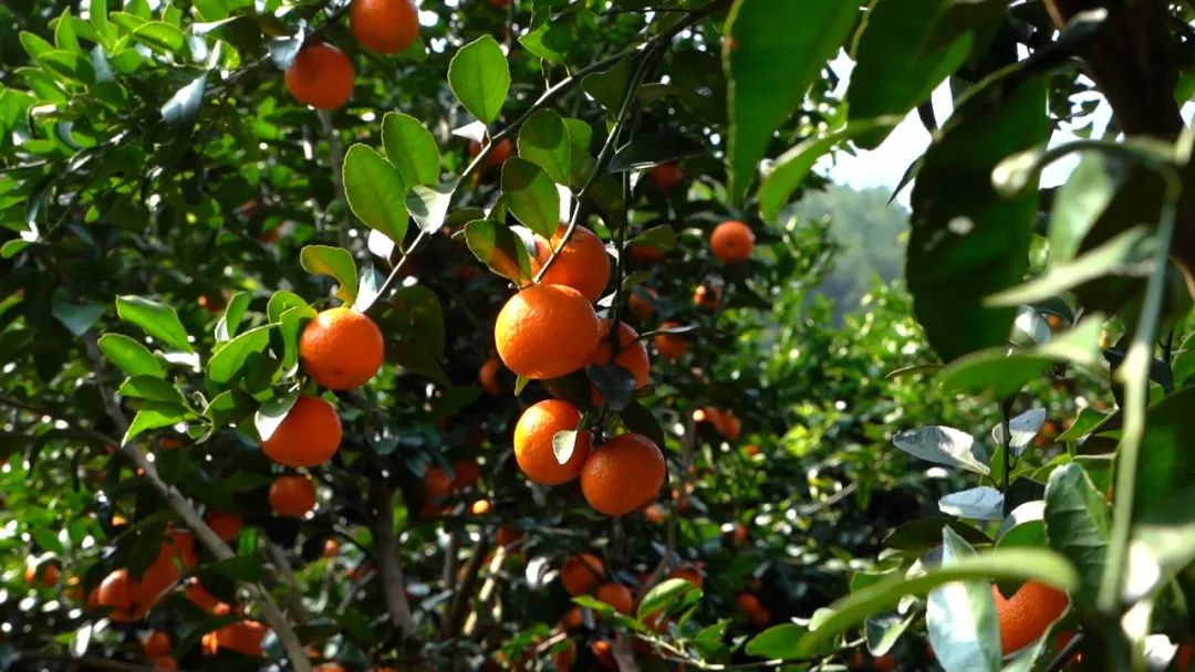 原產(chǎn)地鮮果生榨，沙糖桔不僅能炫，還能大口喝？